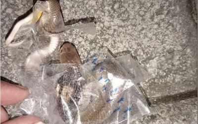 Ngeri! Remaja di Kabupaten Sukoharjo Beli Karpet di Toko Online Bonus Anak Ular Kobra