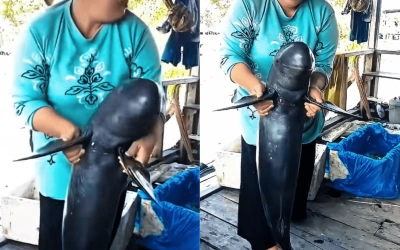 Viral! Wanita Ini Asyik Joget Sambil Gendong Pesut Mahakam, Netizen Geram