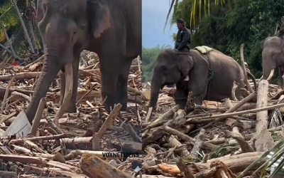 Gajah-gajah Dikerahkan Bersihkan Puing Banjir Pidie Jaya, Netizen Ngamuk Pertanyakan Alat Berat