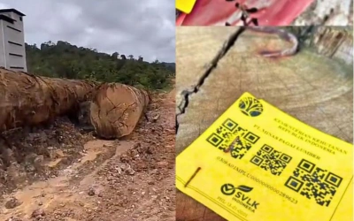PT Minas Pagai Lumber Milik Siapa? Perusahaan yang Ada di Stiker Kayu Gelondongan dari Sumbar