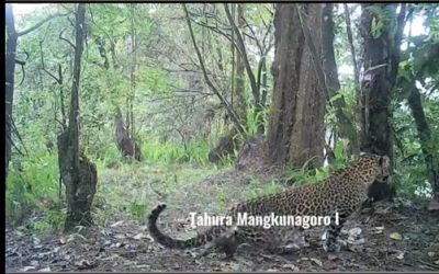Viral Penampakan Macan Tutul di Gunung Lawu, Momen Langka yang Bikin Bergidik!