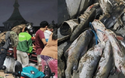 Viral Warga Tangerang Panen Ikan Mabuk di Sungai Cisadane, Ini Bahayanya!
