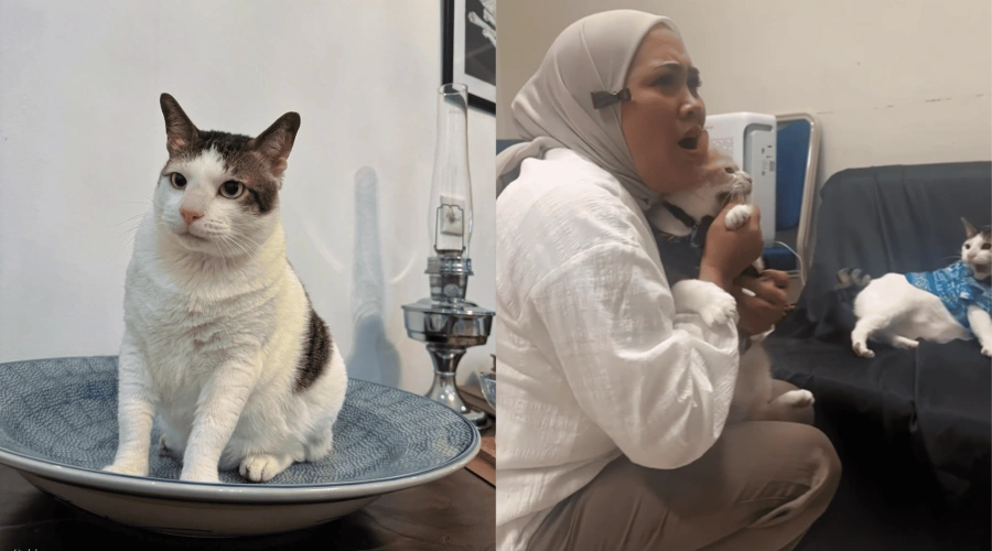 Detik-detik Bobby Kucing Prabowo Ditampar Pororo, Cici Chania Ketar-ketir!