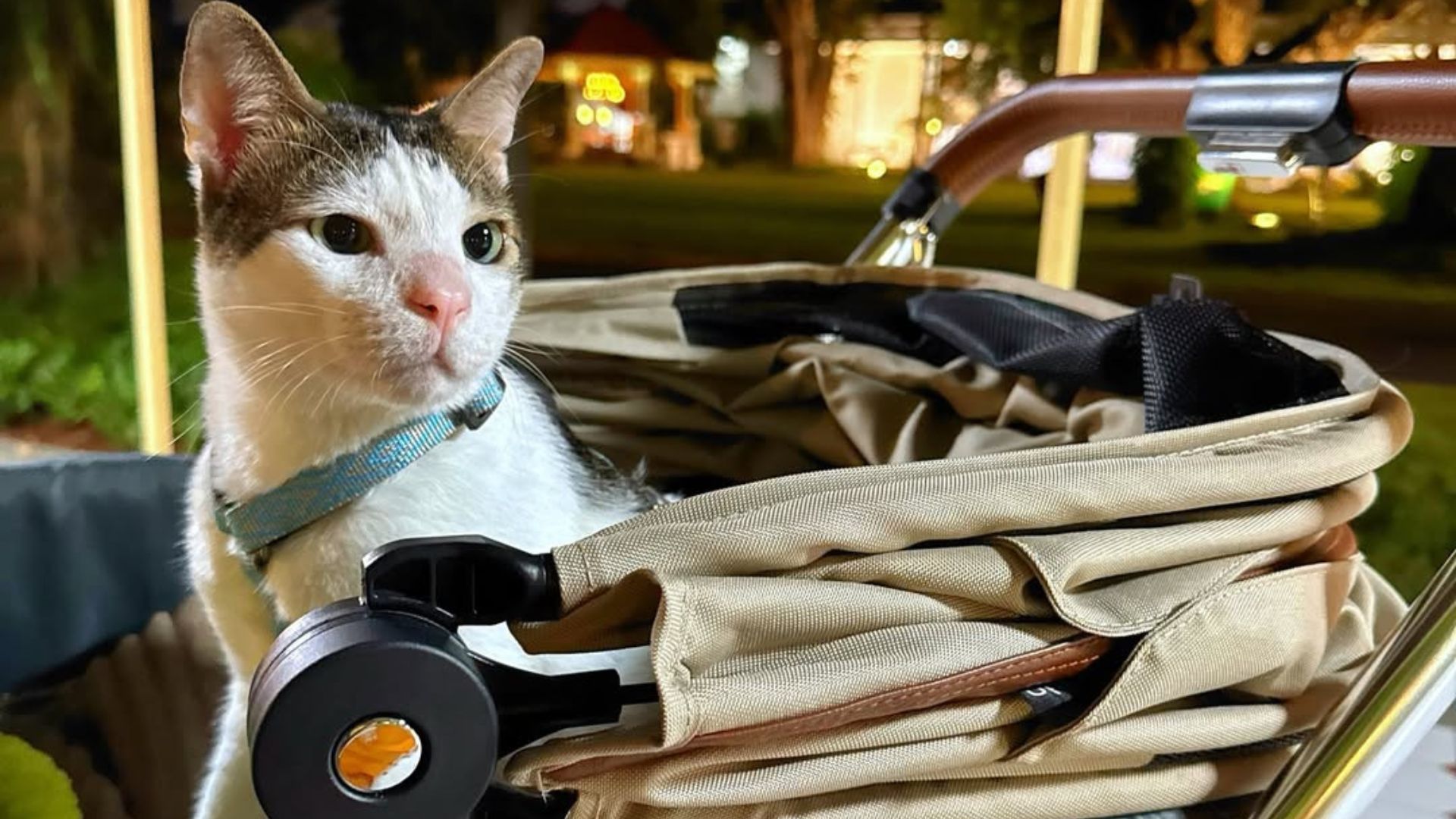 Tips Memilih Stroller Kucing, Tren Bobby Kucing Prabowo