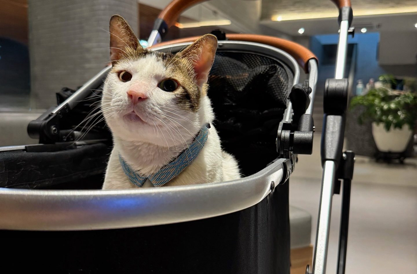 Bobby Kertanegara Ikutan Prabowo Subianto Pindah ke Istana Negara, Kereta Dorongnya Disorot