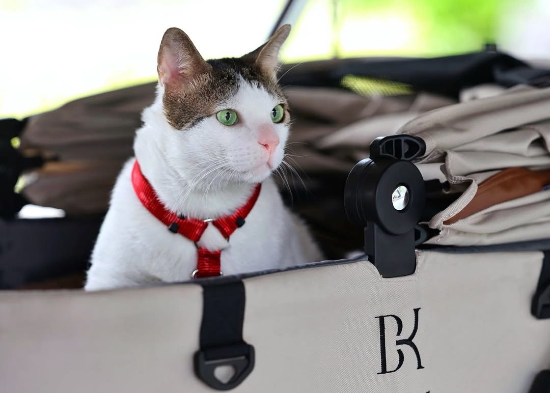 3 Fakta Soal Bobby Kertanegara dari Kucing Liar Hingga Masuk Trending Google