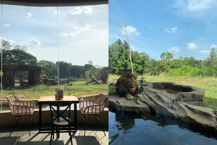 Yuk Singgah ke Makunde Bistro, Restoran Menghadap Kandang Singa di Solo Safari
