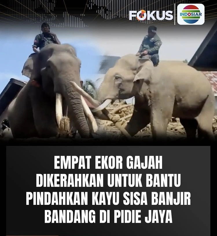 Acara Indosiar Live Fokus