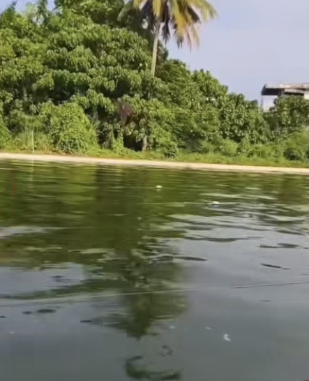 Air Kolam Koni Sario Yang Berwarna Hijau Instagram