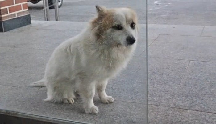 Mirip Hachiko, Anjing Pudding Ditinggal Meninggal 9 Anggota Keluarga Karena Jeju Air