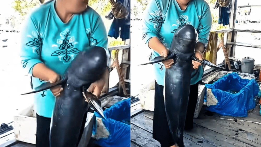 Cuplikan Wanita Menari Gendong Pesut Mahakam Viral [Sumber: Tiktok]