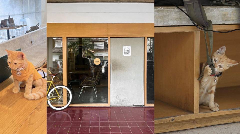 KROMA, Kafe Seru yang Hadirkan Kucing Gemas Buat Teman Main Sambil Nongki di Jaksel
