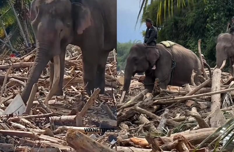 Gajah Gajah Membersihkan Kayu Kayu Pasca Banjir Tiktok