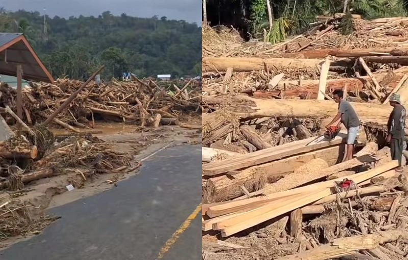 Gelondongan Kayu Kayu Pasca Banjir Bandang Tiktok