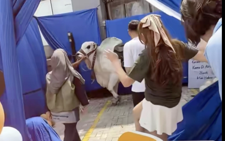 Hadiah sapi dari Irfan Hakim untuk Raffi Ahmad. [TikTok/luna_bouttier]