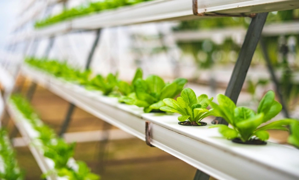 Ilustrasi hidroponik. (Pexels)