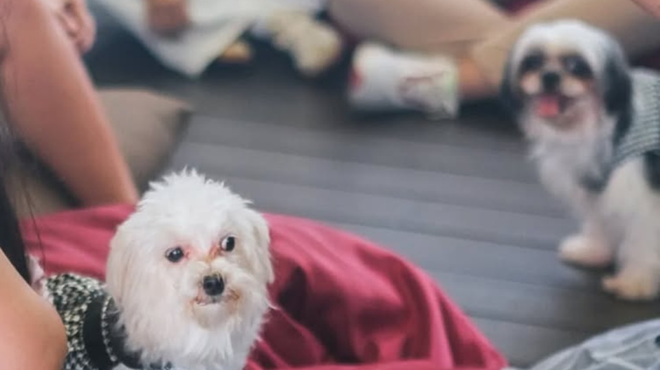 Animal Lovers Merapat! Ini 4 Kafe Pet Friendly di Jakarta Yang Recommended Buat Dikunjungi