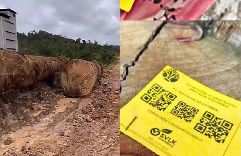 Kayu Diduga Milik Pt Minas Pagai Lumber Tiktok