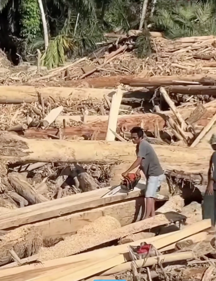 Kayu gelondongan berstiker PT Minas Pagai Lumber milik H Bakhrial. [TikTok]