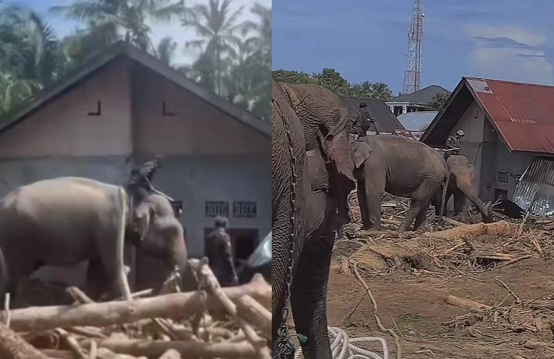 Momen Gajah Gajah Membersihkan Kayu Tiktok