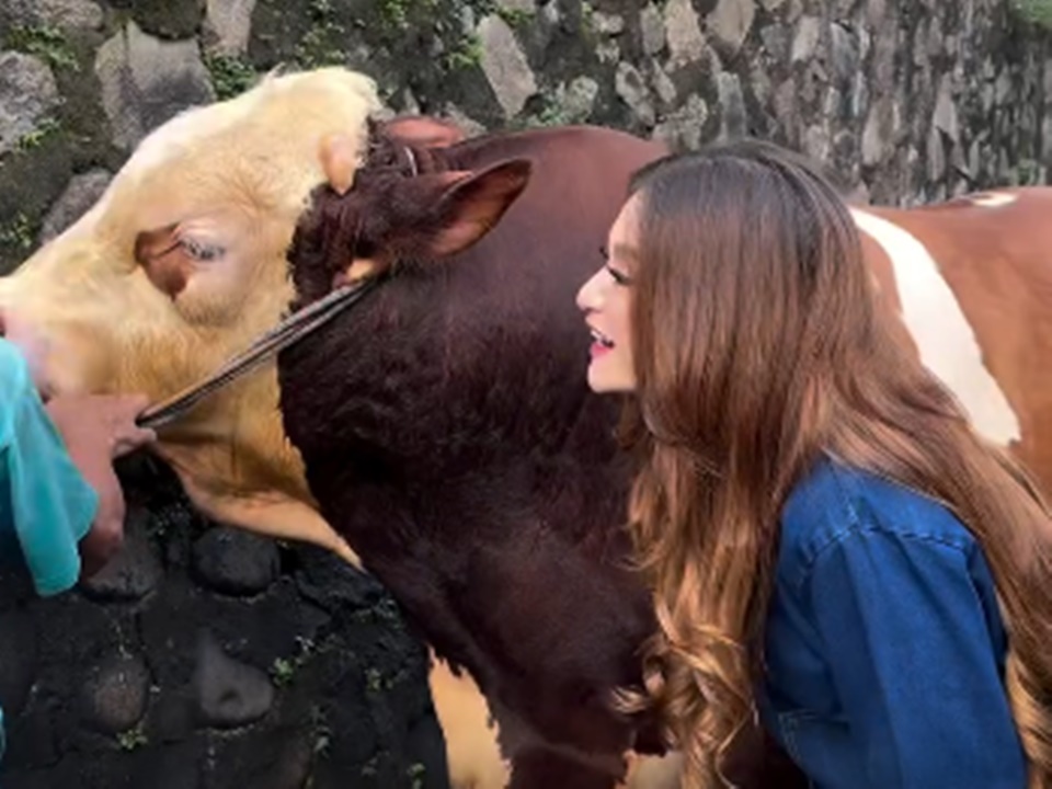 Sapi Kurban Nathalie Holscher [Instagram]