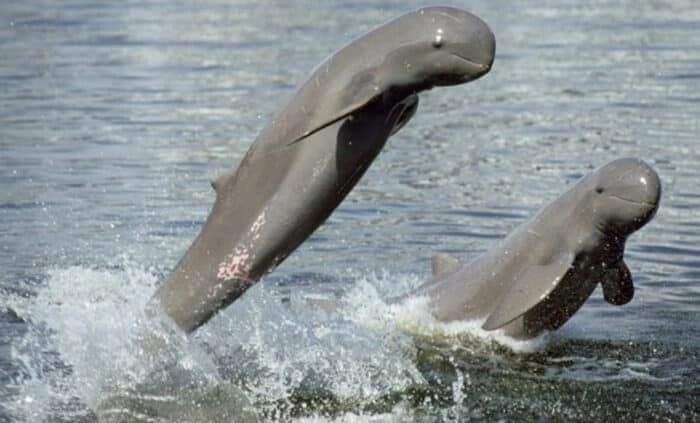 Pesut Mahakam [Sumber: Pinterest]