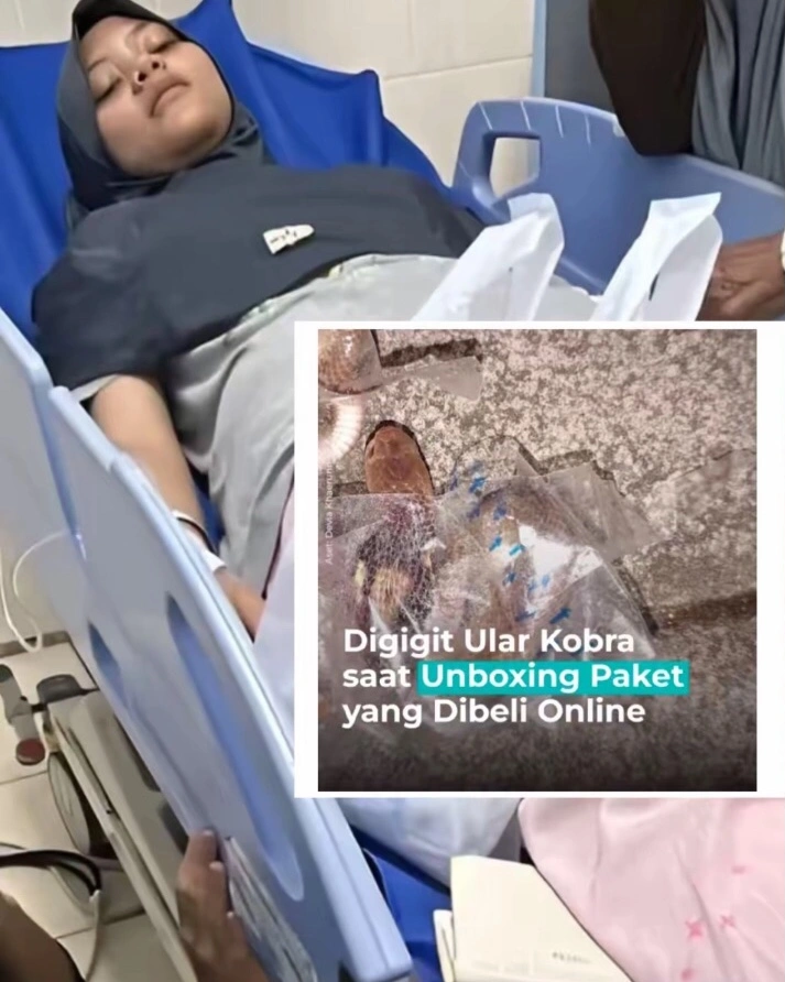 Remaja Wanita Yang Digigit Anak Ular Kobra Berada Di RS [Tiktok]