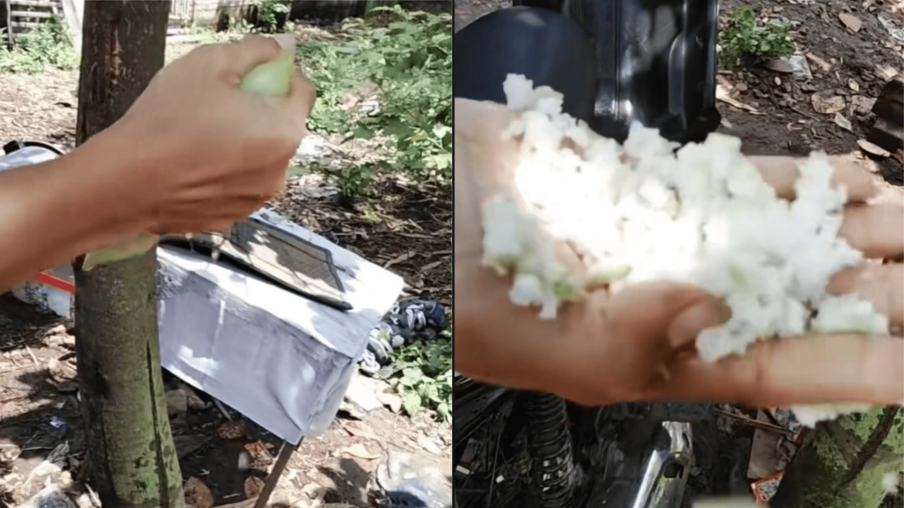 Video Viral Diduga Lontong Palsu [Tiktok]