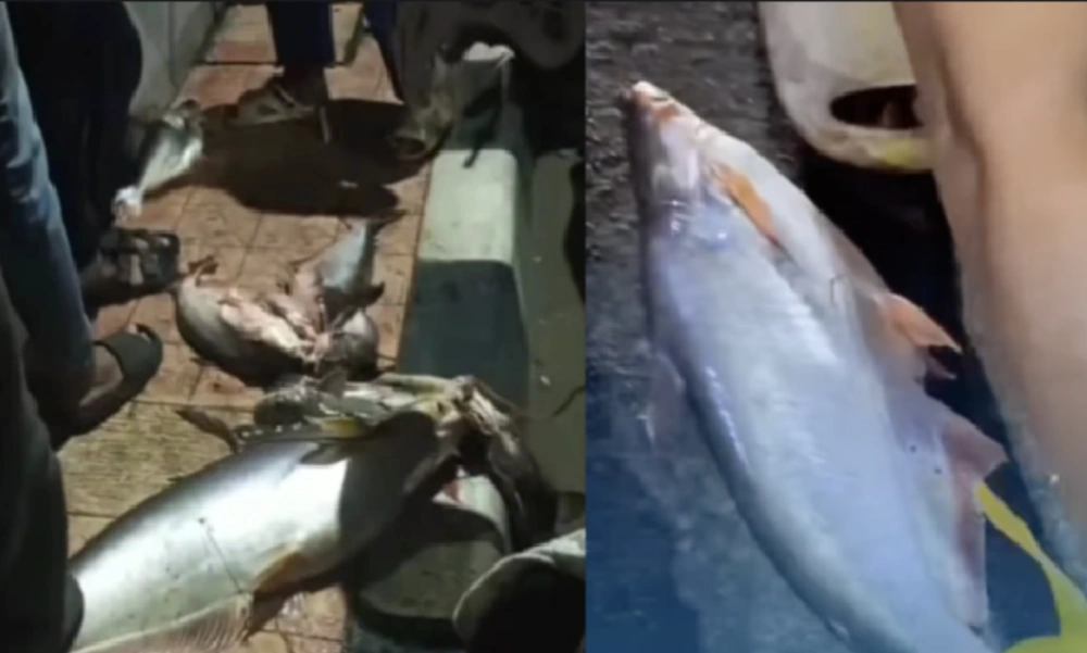 Warga Kota Tangerang panen ikan mabuk di Sungai Cisadane. [Instagram/@tangerangupdate]