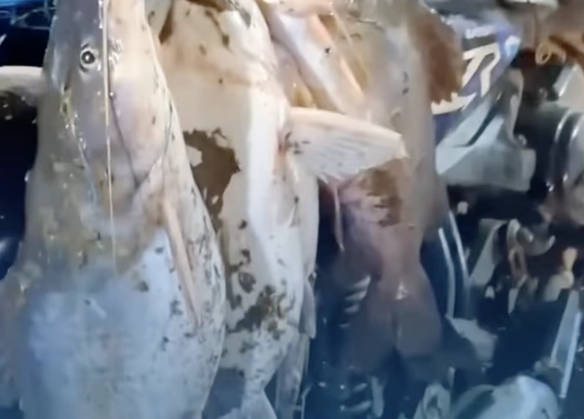 Warga Kota Tangerang panen ikan mabuk di Sungai Cisadane. [Instagram/@tangerangupdate]