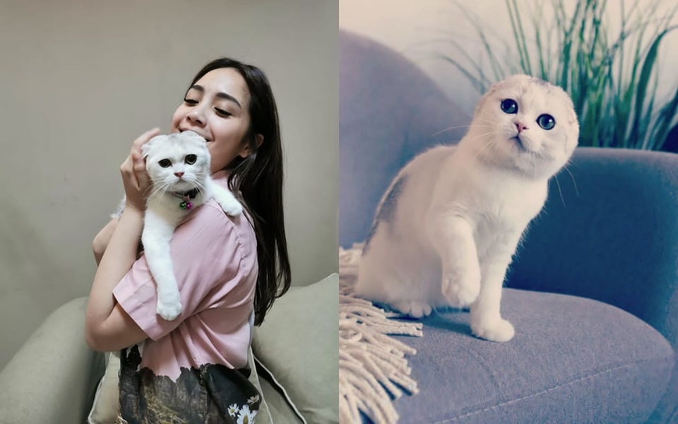 Nagita Slavina Kucing Kesayangan Instagram